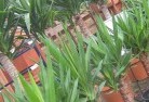 Arbuckleplant-nursery-10.jpg; ?>