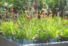 Arbuckleplant-nursery-17.jpg; ?>