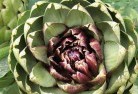 Arbuckleplant-nursery-1.jpg; ?>