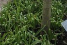 Arbuckleplant-nursery-23.jpg; ?>