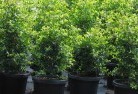 Arbuckleplant-nursery-24.jpg; ?>