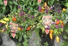 Arbuckleplant-nursery-27.jpg; ?>