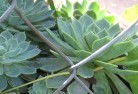 Arbuckleplant-nursery-28.jpg; ?>